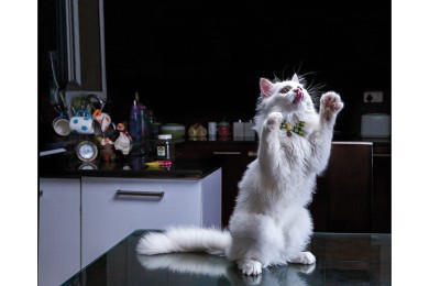 HELLO KITTY: Demand for cats such as Kitty, a Persian, has been rising steadily.